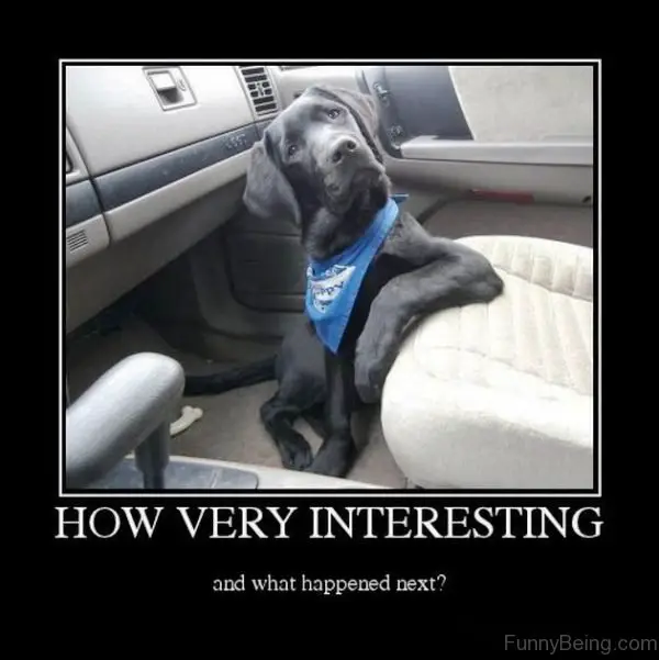 black labrador sitting inside the floor with putting its arms on the seat and staring with its curious face photo with caption - How very interesting, and what happened next?