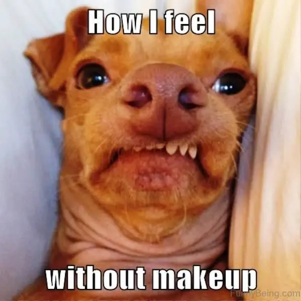 Chihuahua with cringing expression photo with text - How I feel without makeup