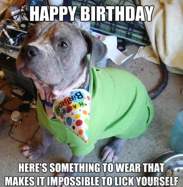 a dog wearing a green shirt and a birthday hat around its neck while sitting on the floor photo with a text - Happy birthday. Here's something to wear that makes it impossible to lick yourself