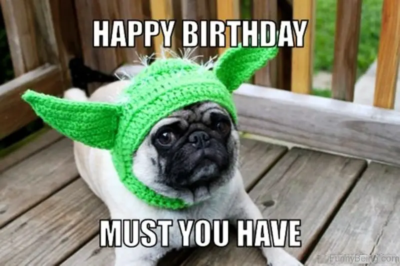 Pig wearing a green yoda headpiece while lying in the balcony photo with text - Happy birthday must you have