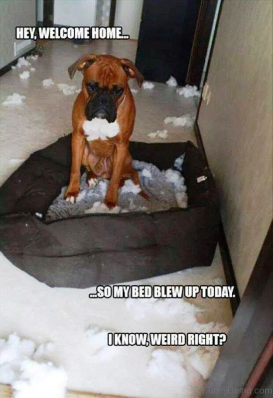 sad Boxer dog sitting on its bed with scattered foam filers all over the floor photo with text - Hey, welcome home... so my bed blew up today. I know, weird right?