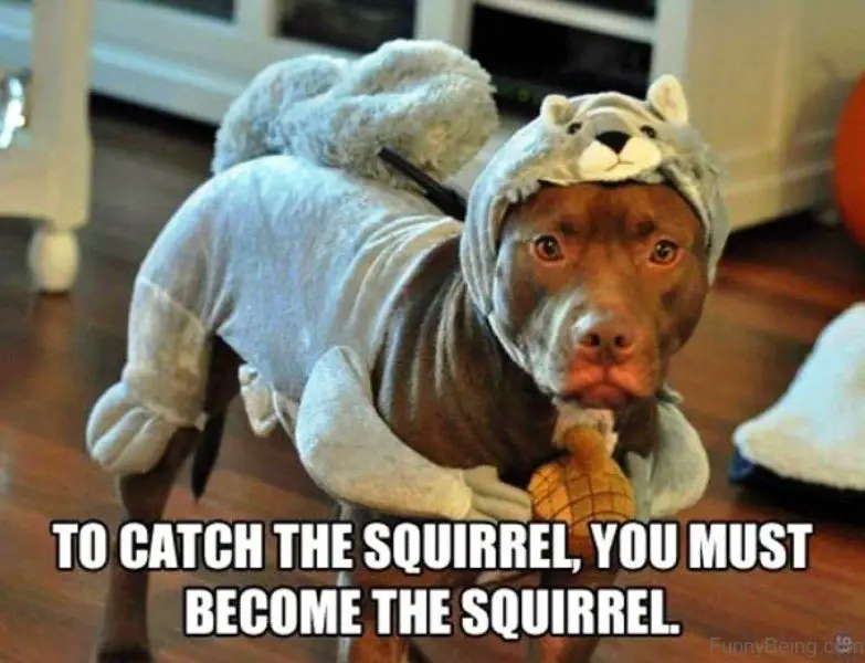 A big dog in its squirrel costume photo with text - To catch the squirrel, you must become the squirrel