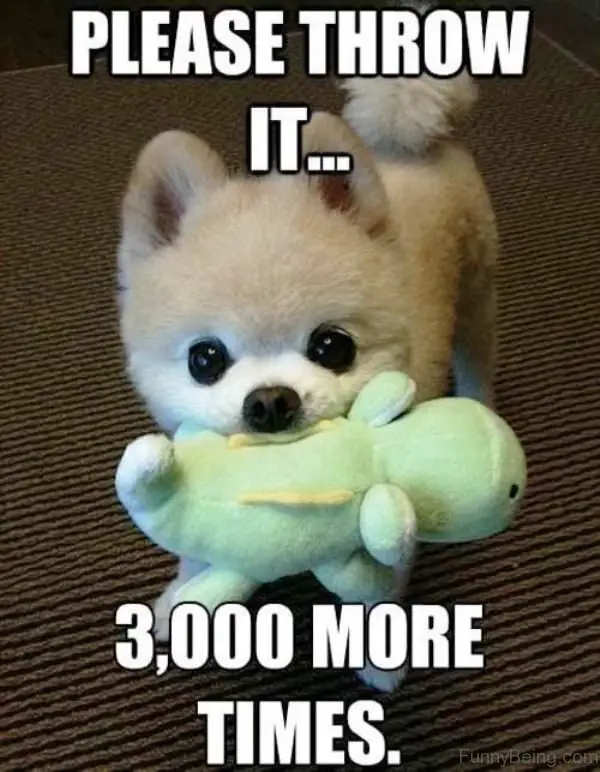 Pomeranian puppy standing on the carpet with a stuffed toy in its mouth photo with a text 