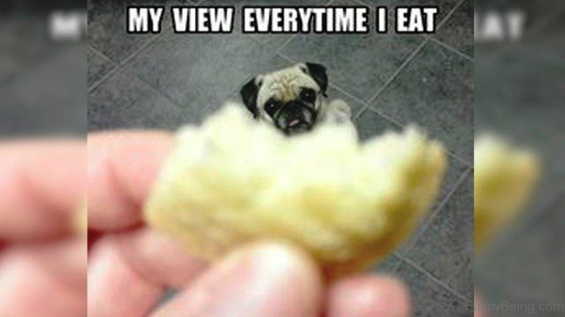 a person holding a food with a pug staring behind while sitting on the floor photo with a text 