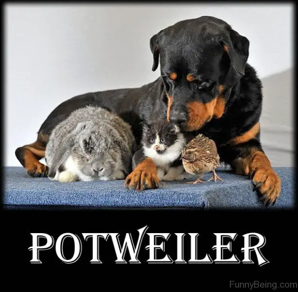 Rottweiler lying on top of the table with a rabbit, cat and a chick photo with a caption 