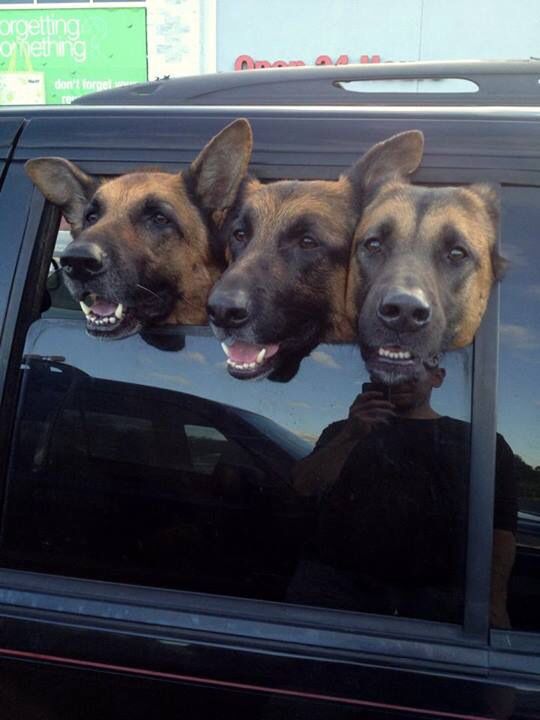 three German Shepherd Dogs sitting in the backseat with their heads out in the window