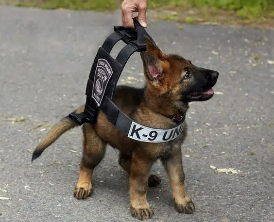 A German Shepherd puppy standing on the pavement wearing an oversized k-9 vest