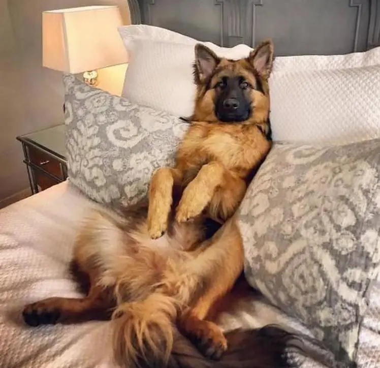 A German Shepherd Dog lying on the bed