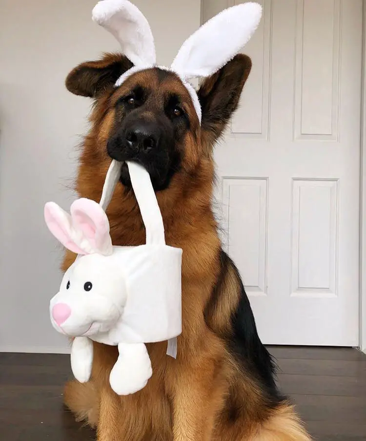 A German Shepherd Dog wearing bunny ears while carrying a bunny bag
