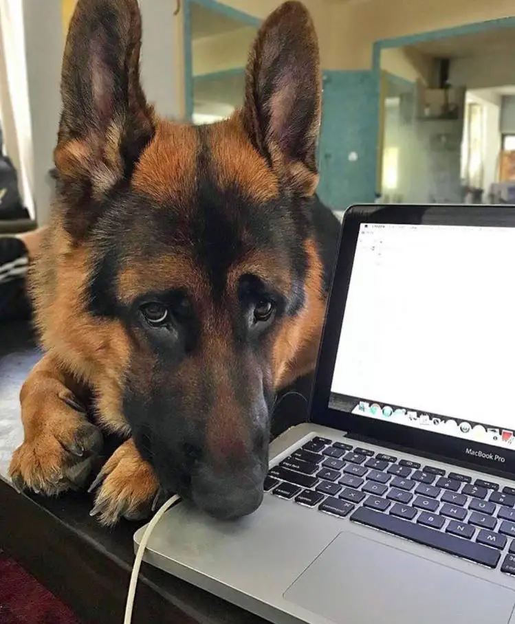 A German Shepherd Dog leaning on the table next to the laptop
