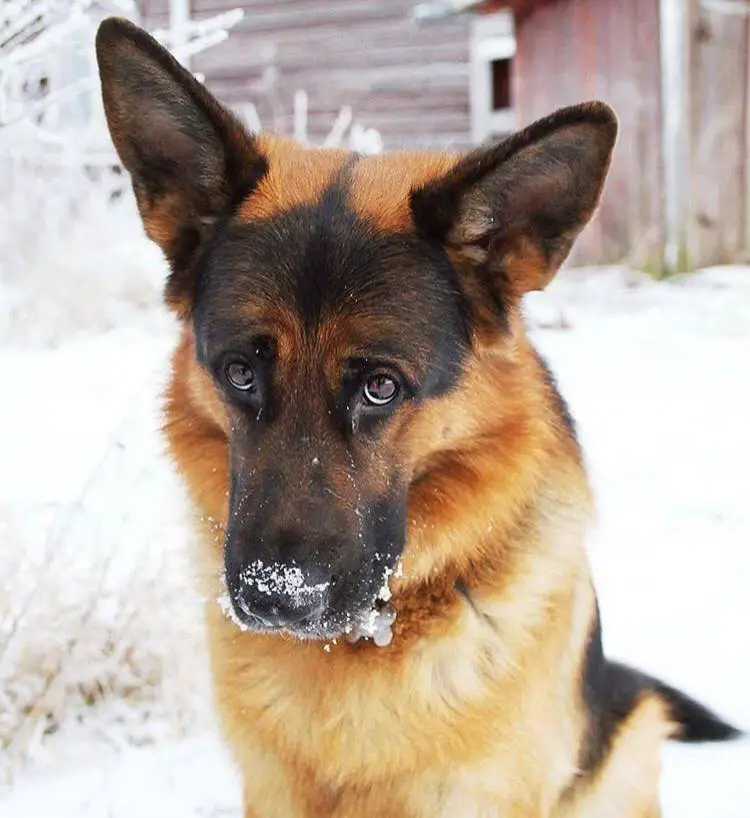 A German Shepherd Dog sitting in snow with its sad face