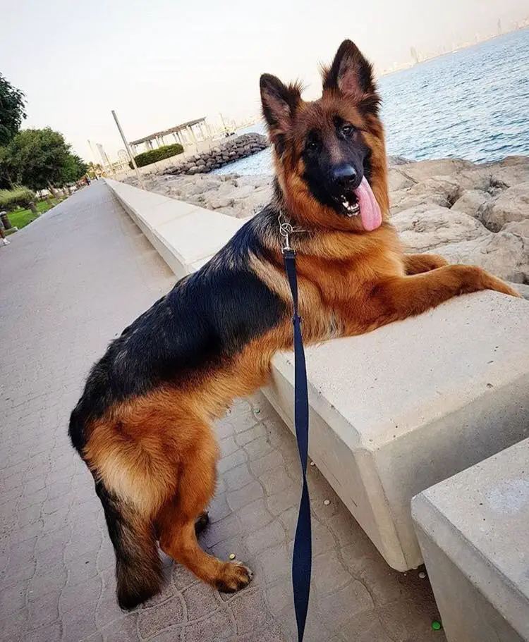 A German Shepherd Dog leaning on the edge of the ocean