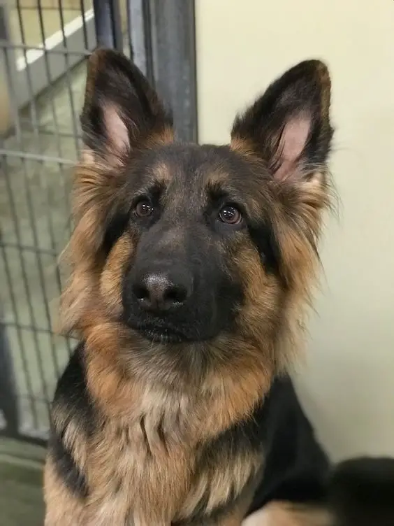 A German Shepherd Dog sitting on the floor while looking up with its adorable eyes