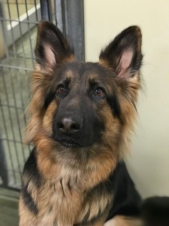 A German Shepherd Dog sitting on the floor while looking up with its adorable eyes