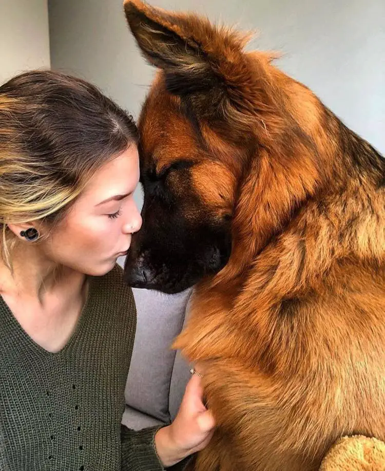 A woman kissing the muzzle of a German Shepherd Dog sitting on the couch