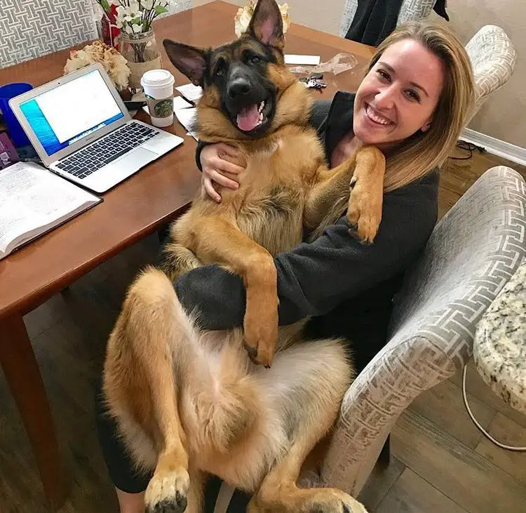 A German Shepherd Dog in the lap of a woman sitting on the chair