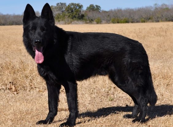 A black German Shepherd Dog standing in the field with its tongue out