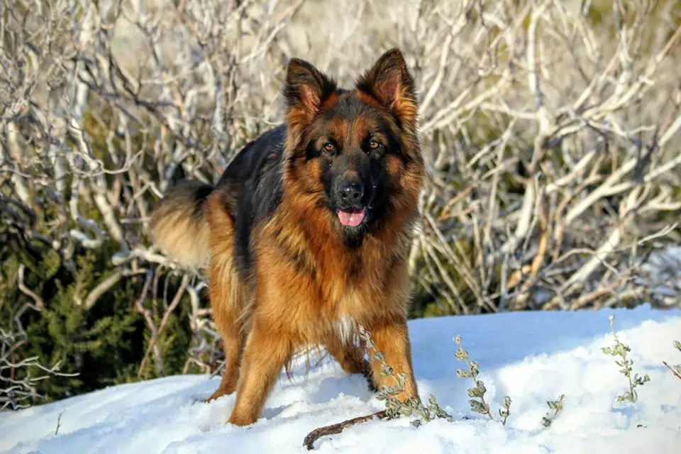 A German Shepherd Dog standing in snow with dried plants behind him