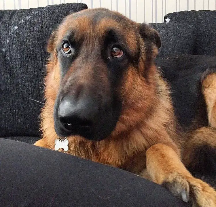 A German Shepherd Dog lying on the couch with its sad eyes