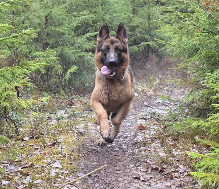 A German Shepherd Dog running in the forest with its tongue out