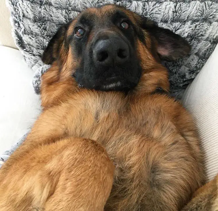 A German Shepherd Dog lying on the bed