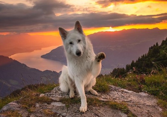 A white German Shepherd Dog sitting on top of the mountain on a sunset