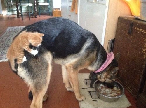 A German Shepherd Dog eating food in the bowl while a cat is on its butt