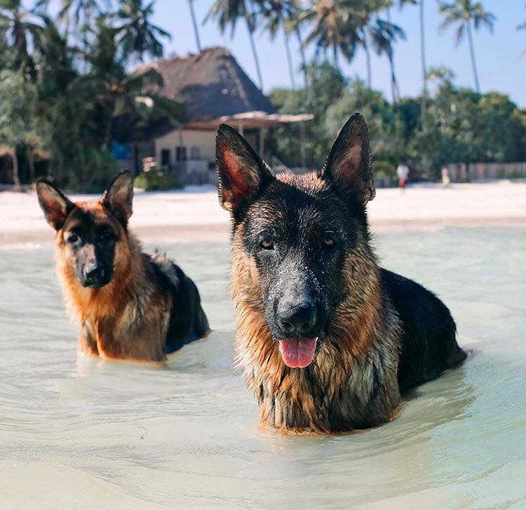 A German Shepherd Dog in the water
