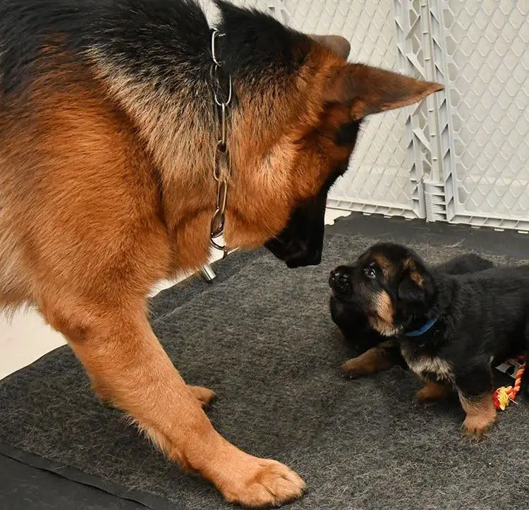 A German Shepherd adult standing in front if a puppy on the floor