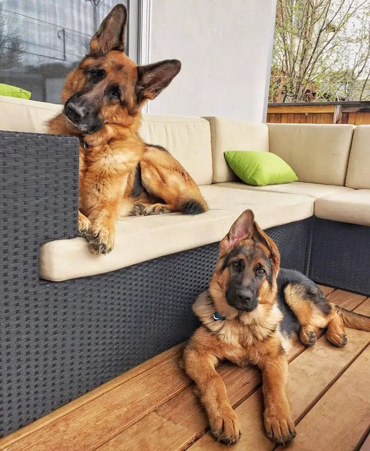 two German Shepherd Dogs in the front porch