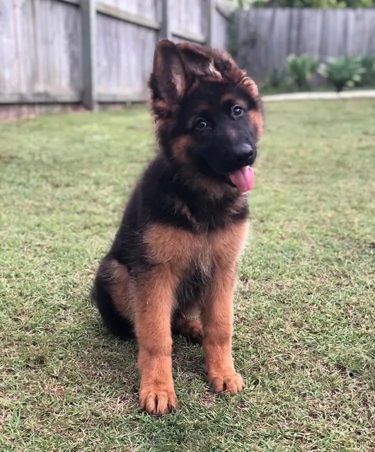 A German Shepherd puppy sitting on the green grass with its tongue out