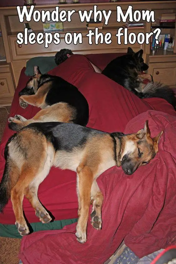 german shepherds sleeping in the bed