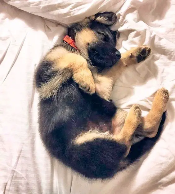 german shepherd puupy sleeping soundly in the bed