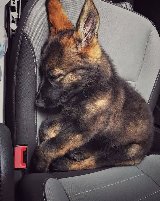 german shepherd puppy sleeping in the car