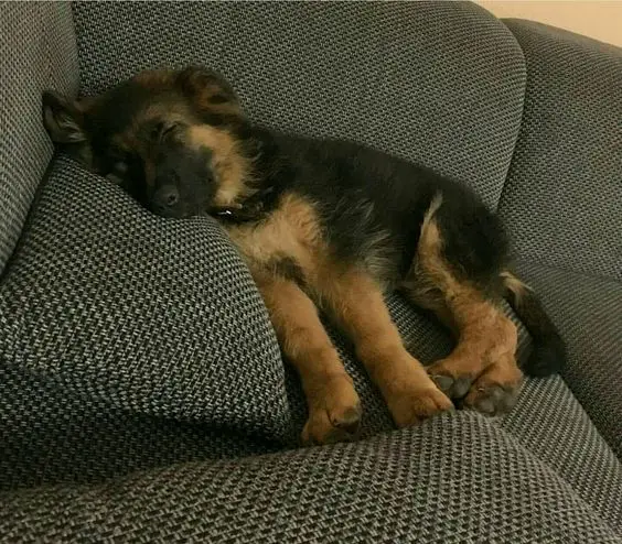 germand shepherd puppy sleeping on a couch comfortably