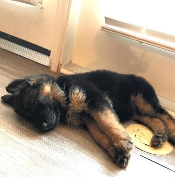 german shepherd puppy sleeping on the floor