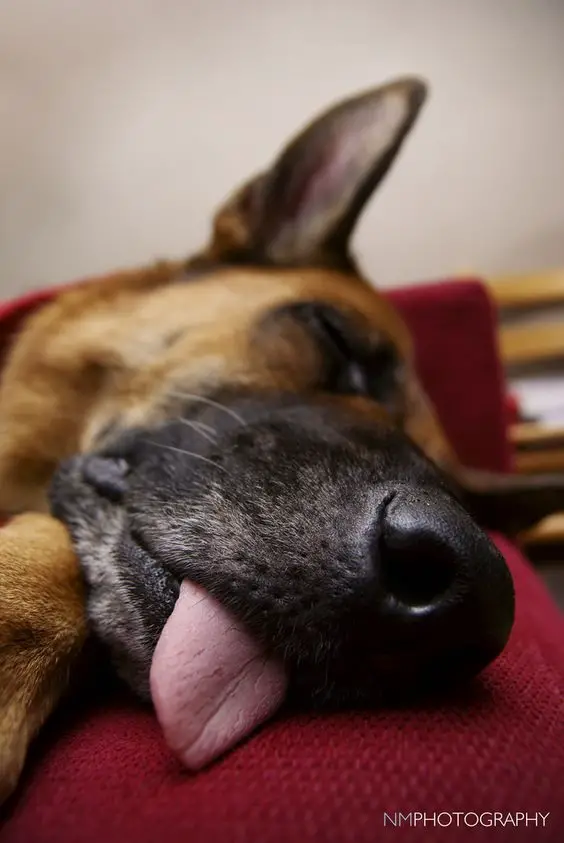 german shepherd sleeping with his tongue sticking out