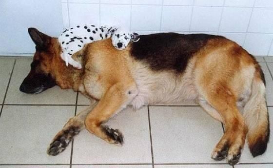 sleeping german shepherd with a puppy