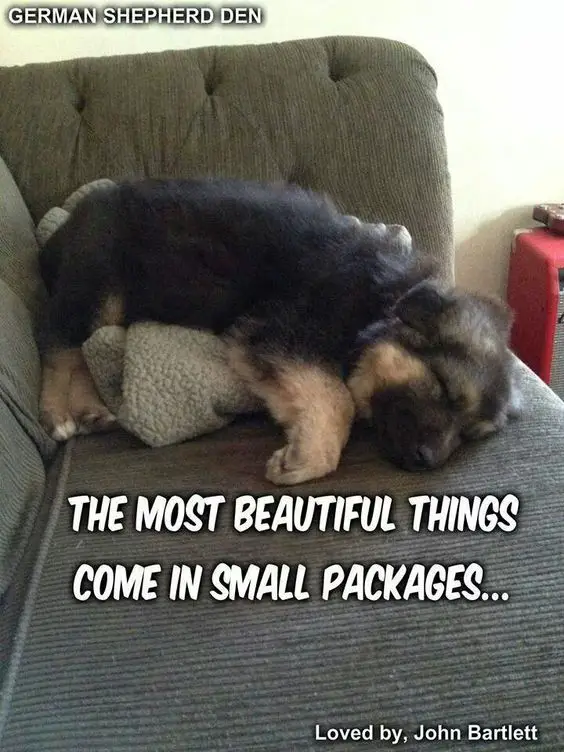 german shepherd puppy sleeping soundly in the couch
