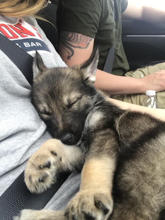 sleeping german shepherd in the car