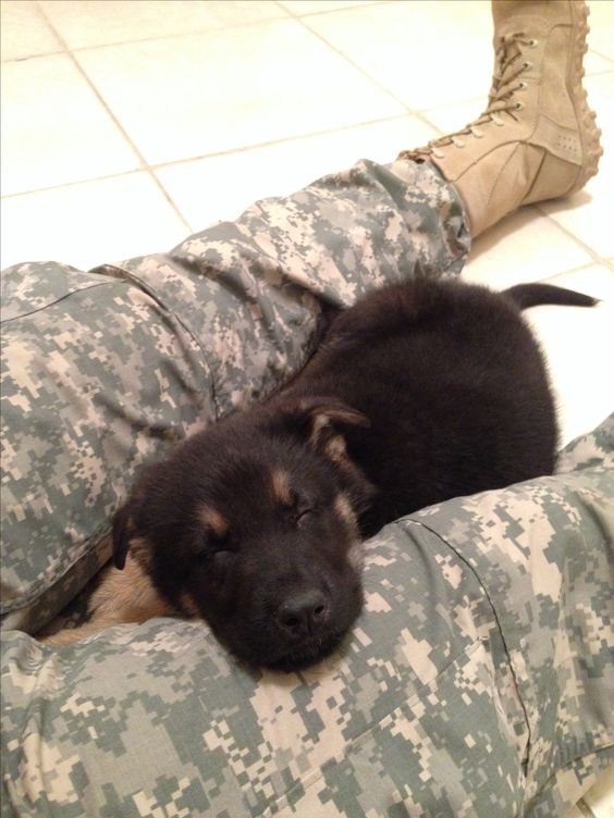 germand shepherd puppy sleeping in lap