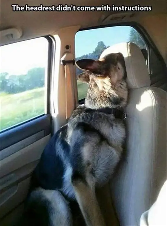 german shepherd sleeping in the car with funny position