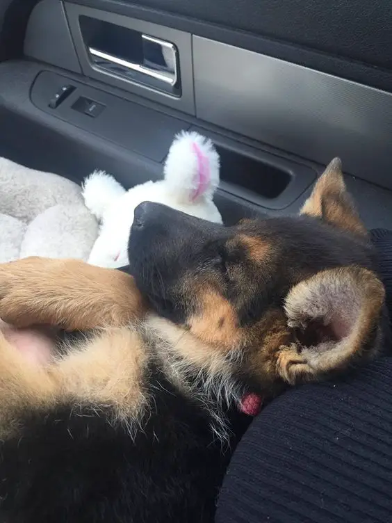 german shepherd puppy fell asleep in the car