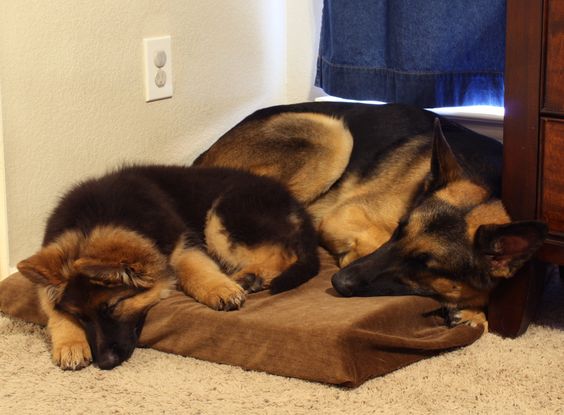 two german shepherds sleeping in their bed