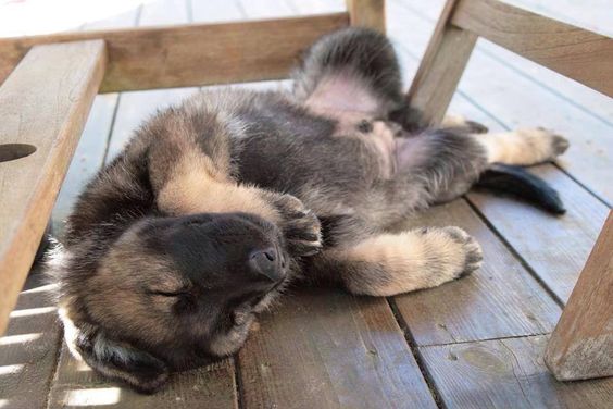 german shepherd puppy sleeping soundly
