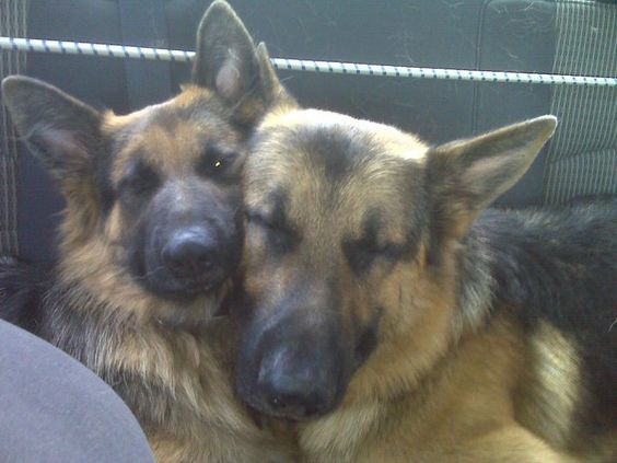 60+ Hilarious Pictures That Prove German Shepherds Can Sleep Absolutely