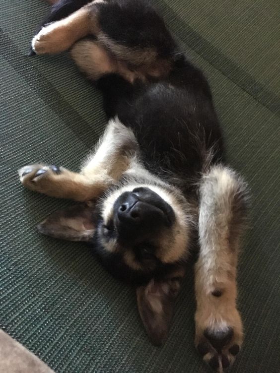 german shepherd puppy sleeping in awkward postion