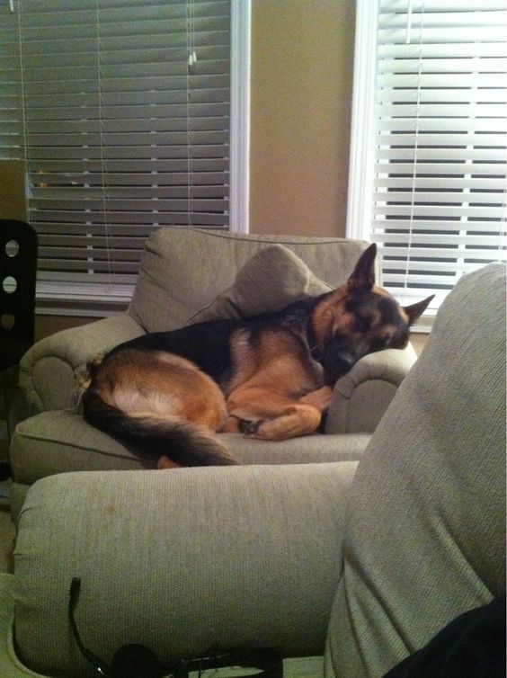 german shepherd sleeping comfortably in the couch