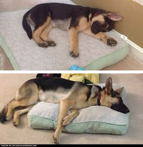 german shepherd puppy over grown his bed