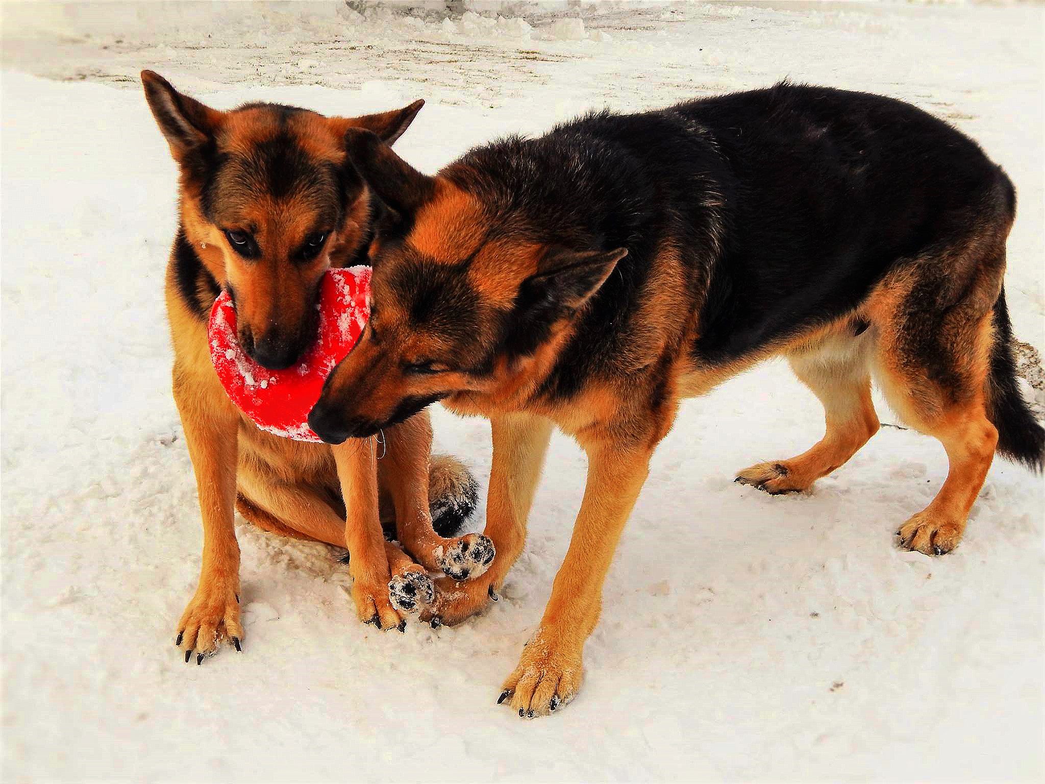two A German Shepherd Dog sharing a chew toy while at the beach